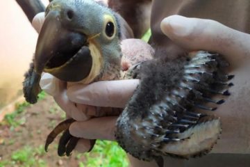 Segundo filhote de arara-azul-grande nasce no Zoológico de BH