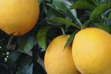 Exposição aproximará startups agrícolas de investidores privados