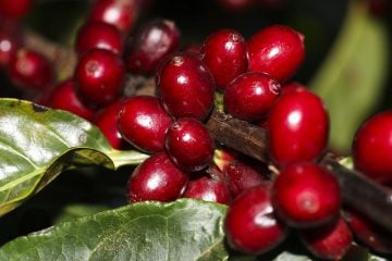 Safra de café 2022 pode chegar a 53,4 milhões de sacas