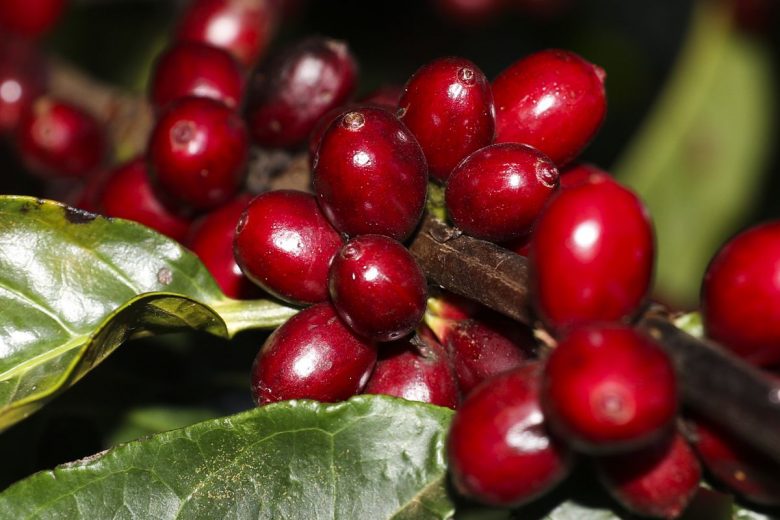 Safra de café 2022 pode chegar a 53,4 milhões de sacas