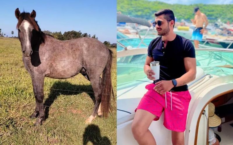 Jovem bêbado arremata cavalo em leilão on-line