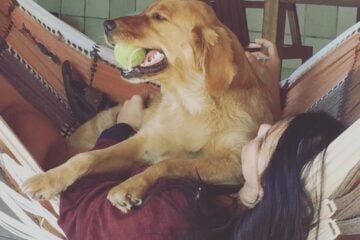 Cachorrinha, que fugiu após carro da família capotar no Prata, é encontrada