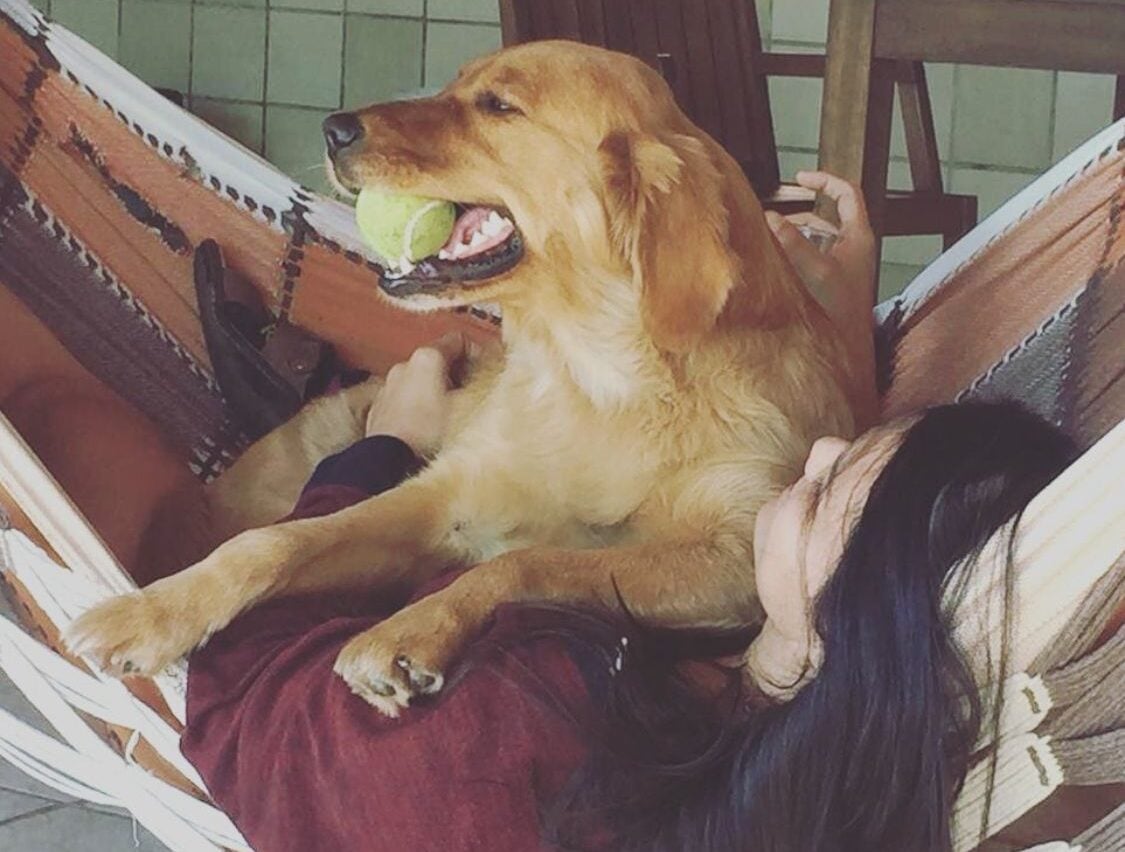Cachorrinha, que fugiu após carro da família capotar no Prata, é encontrada
