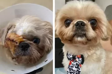 Após ser levado a pet shop, cãozinho volta sem um dos olhos