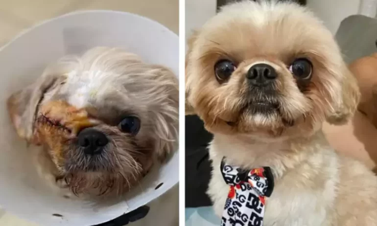 Após ser levado a pet shop, cãozinho volta sem um dos olhos