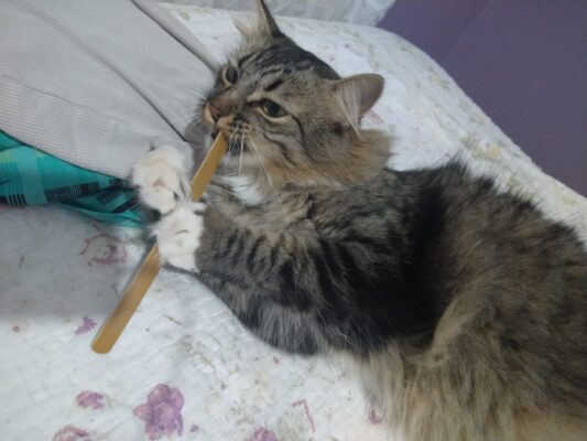 Itabirana pede ajuda para achar Zum Zum, seu gato de estimação