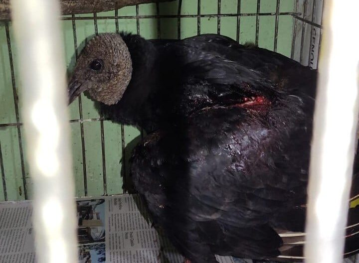 Urubu é resgatado após ter asa cortada por linha chilena