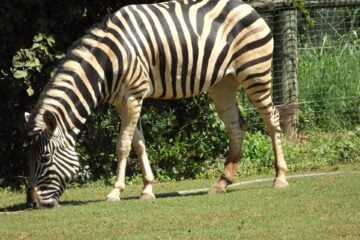 Zebra do Zoológico de Belo Horizonte morre aos 19 anos