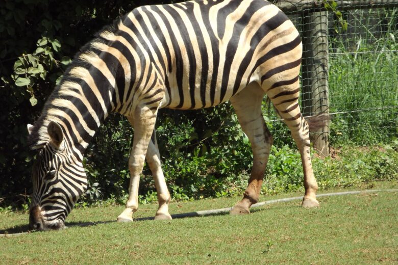 Zebra do Zoológico de Belo Horizonte morre aos 19 anos