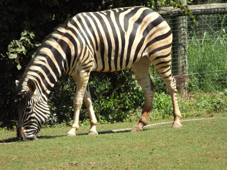 Zebra do Zoológico de Belo Horizonte morre aos 19 anos