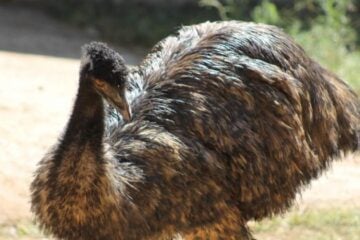 Zoológico de Belo Horizonte recebe novos moradores