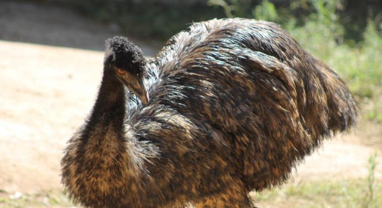 Zoológico de Belo Horizonte recebe novos moradores