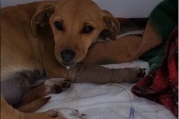 Ajude o Costelinha! Família pede apoio para cachorrinho atropelado