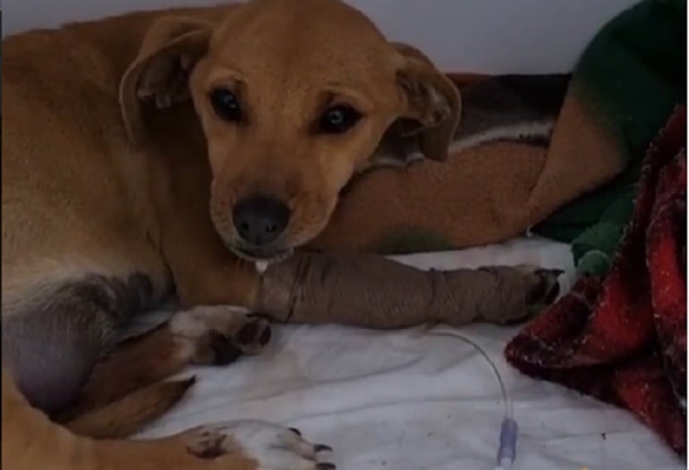 Ajude o Costelinha! Família pede apoio para cachorrinho atropelado