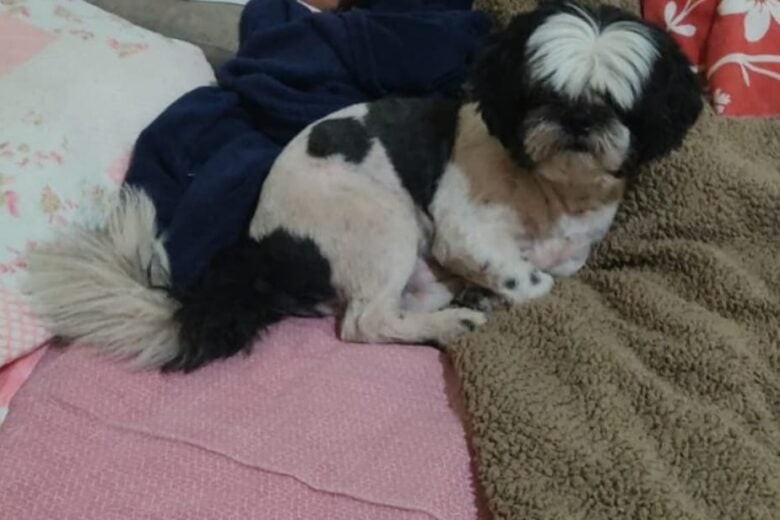 Itabira: cachorrinho desaparecido nesta manhã é encontrado
