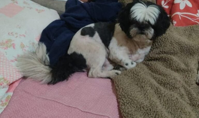 Itabira: cachorrinho desaparecido nesta manhã é encontrado