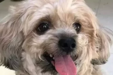 Cão é morto por pitbulls que atuavam como “vigias” em obra de BH