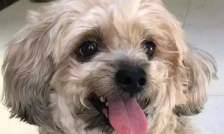 Cão é morto por pitbulls que atuavam como “vigias” em obra de BH