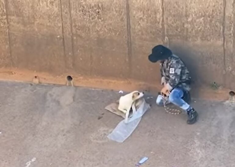 Dois cães são resgatados no Ribeirão Arrudas; veja vídeos
