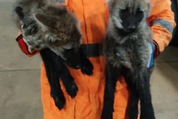 Bombeiros debelam incêndio em vegetação e salvam filhotes de lobo guará