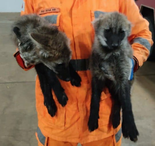 Bombeiros debelam incêndio em vegetação e salvam filhotes de lobo guará