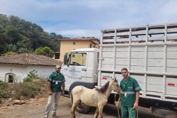Monlevade contrata empresa para recolher animais de grande porte das ruas