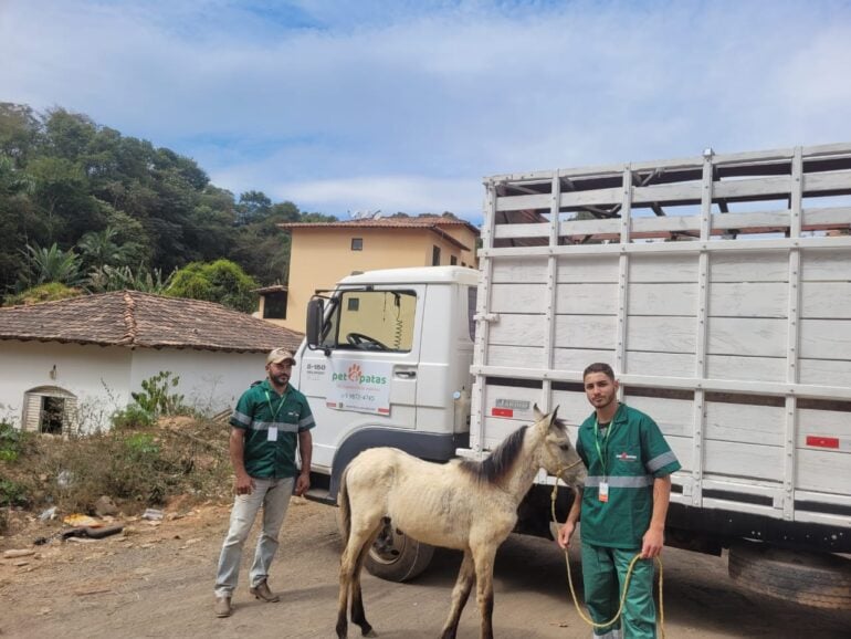 Monlevade contrata empresa para recolher animais de grande porte das ruas