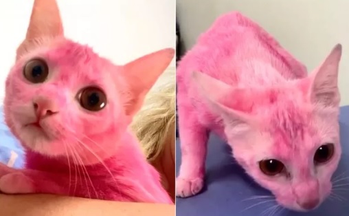Gata é resgatada após ser pintada de rosa pelo tutor