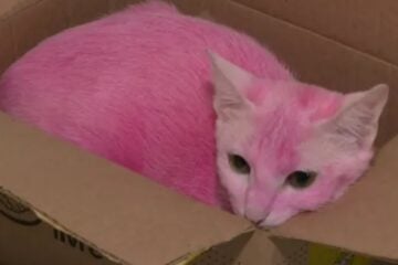 Gata é resgatada após ser pintada de rosa pelo tutor, em Piracicaba