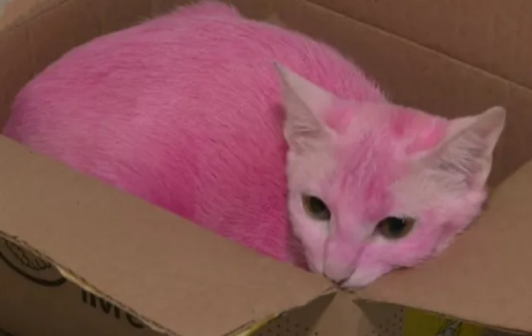 Gata é resgatada após ser pintada de rosa pelo tutor, em Piracicaba