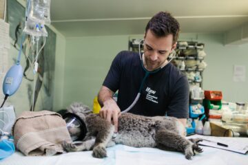 Santana do Paraíso: prazo para castração e microchipagem gratuita de pets termina nesta quarta (24)