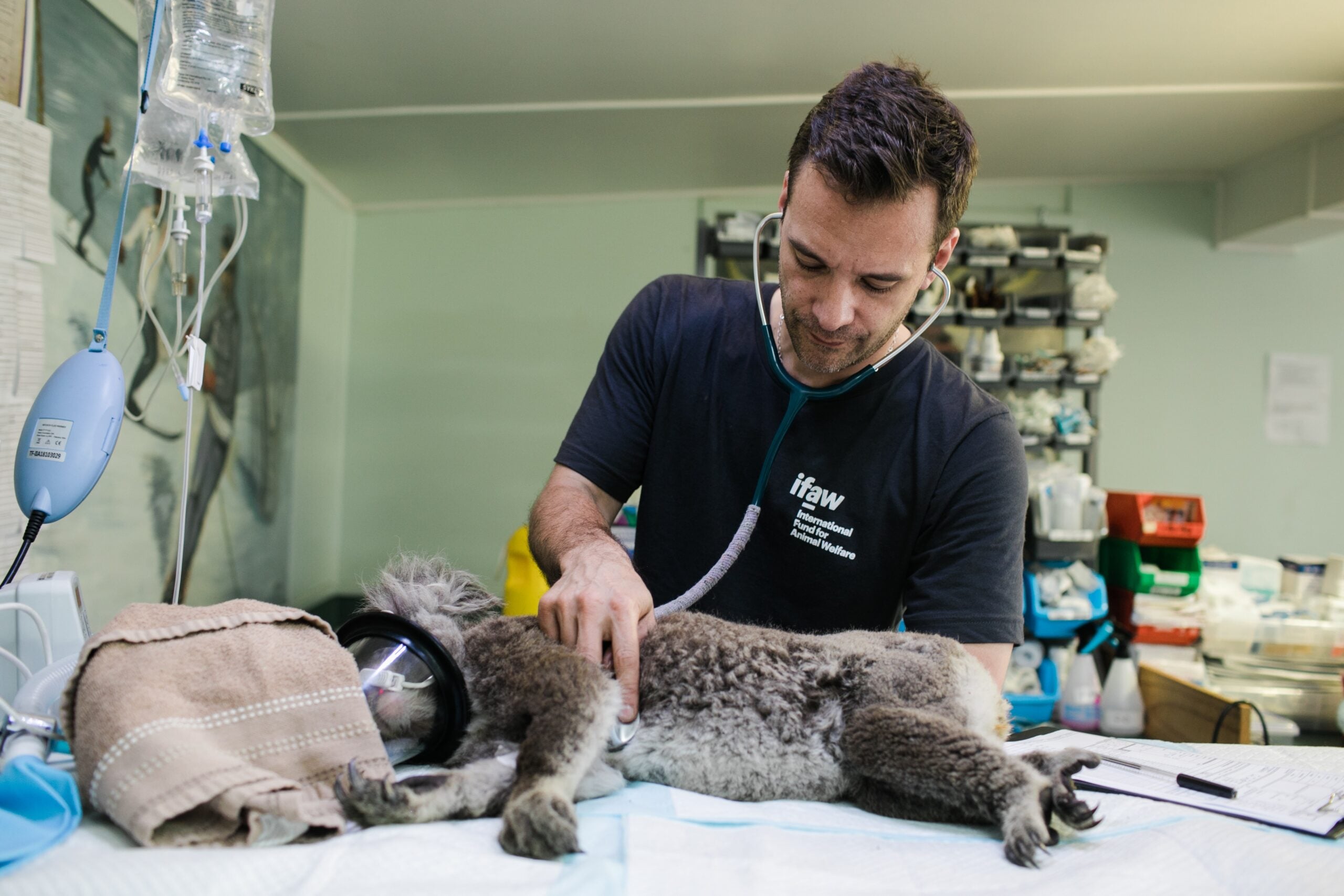 Santana do Paraíso: prazo para castração e microchipagem gratuita de pets termina nesta quarta (24)
