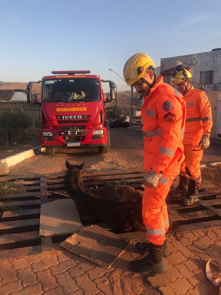 Cavalo cai em mata-burro e é socorrido por bombeiros