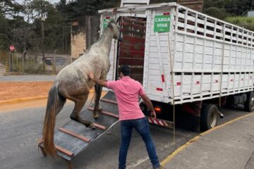 Primeiros animais de grande porte são recolhidos das ruas de Monlevade