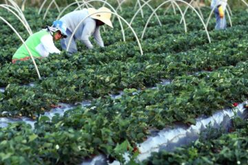 Agricultores têm perfil personalizado na plataforma Gov.br