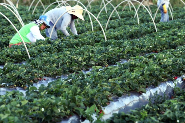 Agricultores têm perfil personalizado na plataforma Gov.br