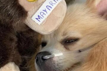 Petisco contaminado: sete cachorros morrem e polícia abre investigação