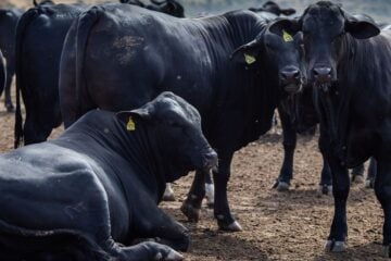 Rebanho bovino nacional teve aumento de 3,1% em 2021