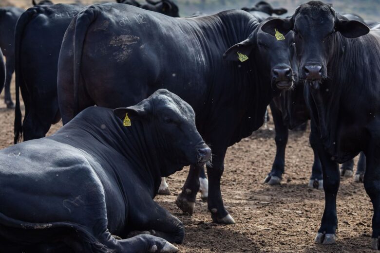 Rebanho bovino nacional teve aumento de 3,1% em 2021