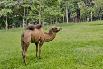 Zoológico de Belo Horizonte perde camelo fêmea e tem chegada de mais animais