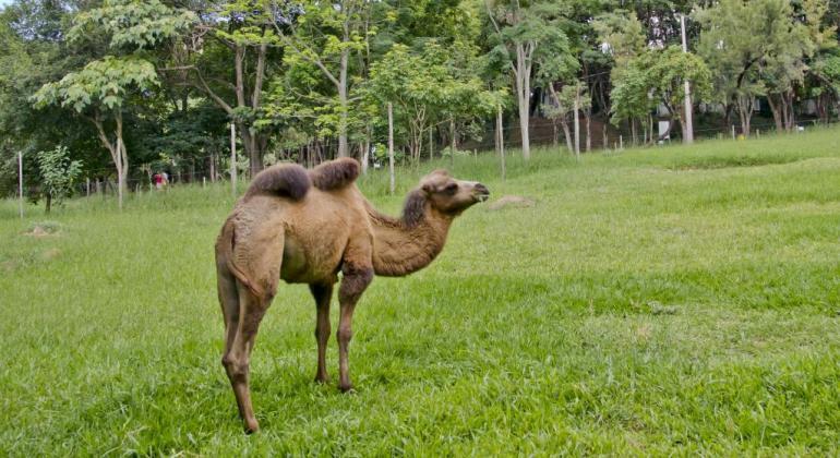 Zoológico de Belo Horizonte perde camelo fêmea e tem chegada de mais animais
