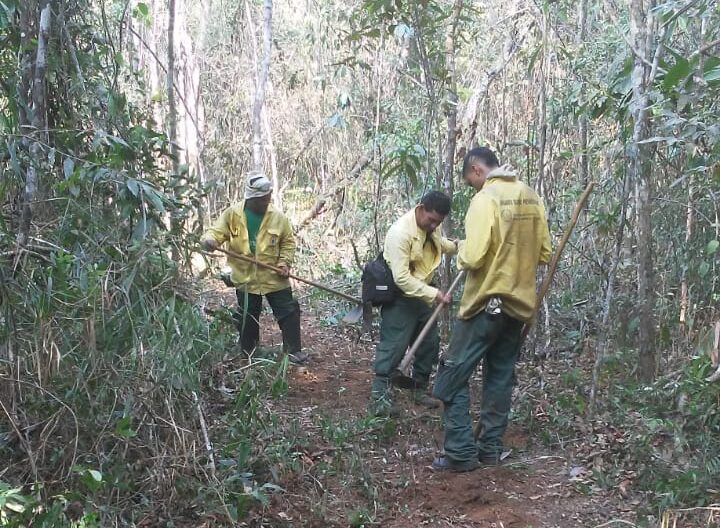 Brigadistas fazem trabalho de rescaldo após incêndio na Mata do Limoeiro; filhote de lobo guará é resgatado
