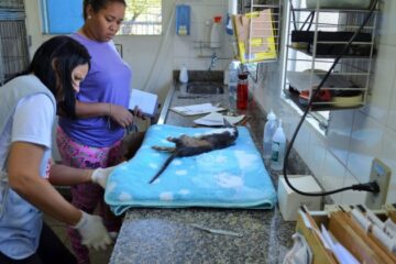 Prefeitura de Belo Horizonte abre agenda de outubro para castração gratuita de cães e gatos