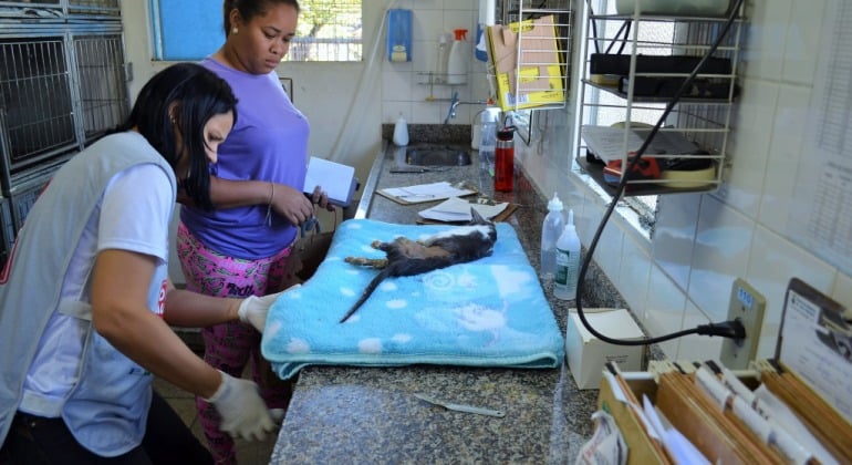 Prefeitura de Belo Horizonte abre agenda de outubro para castração gratuita de cães e gatos