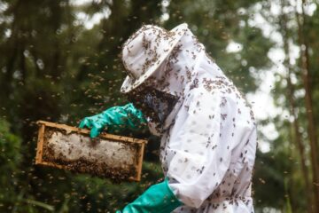Pequenos produtores de mel do TO terão unidade de beneficiamento