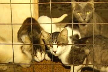 Autoridades passam 15h resgatando 369 cães e gatos de uma única casa