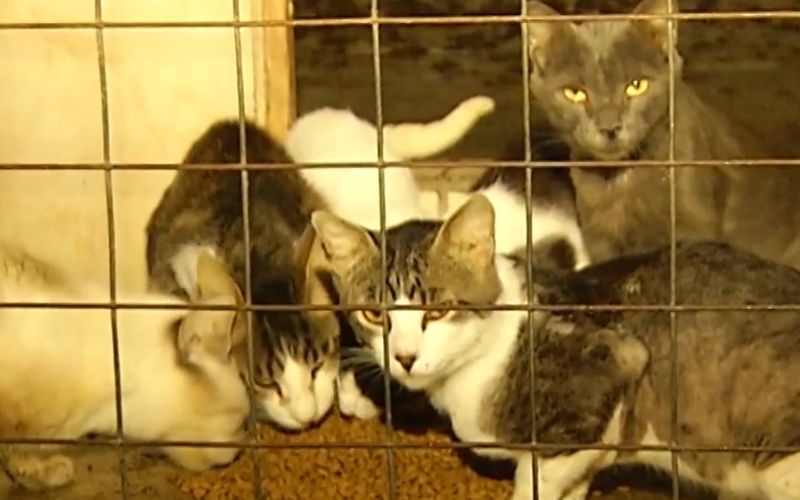 Autoridades passam 15h resgatando 369 cães e gatos de uma única casa
