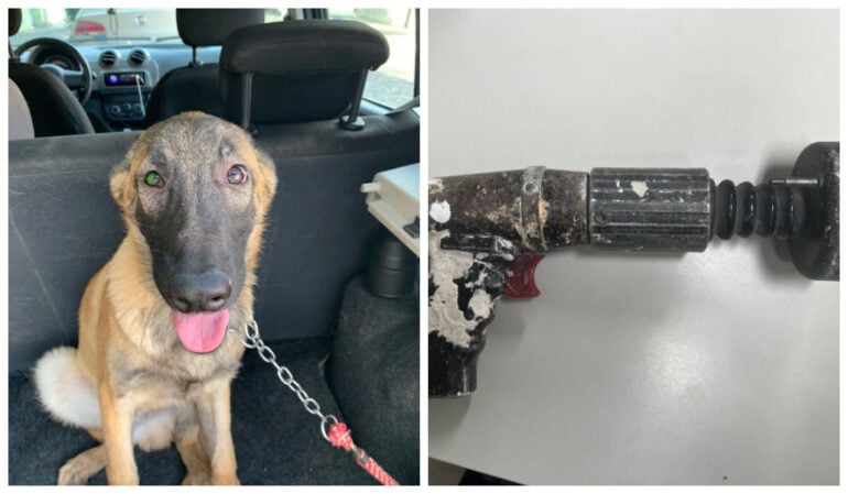 Homem atinge cachorro com pistola de fixação e diz ter feito por “molecagem”