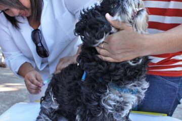 Vacinação de cães e gatos em Belo Horizonte vai até a próxima sexta-feira