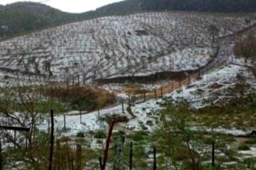 Mais de 16 mil hectares de lavouras foram atingidos pelas chuvas de granizo em Minas Gerais